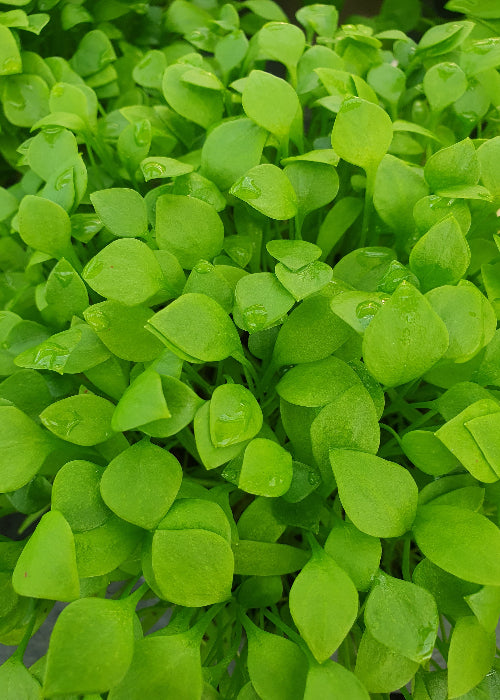 Bio Postelein / Winterportulak (Claytonia perfoliata) - Topfpflanze