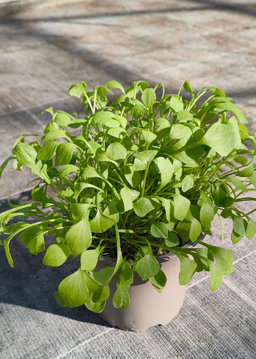 Bio Postelein / Winterportulak (Claytonia perfoliata) - Topfpflanze