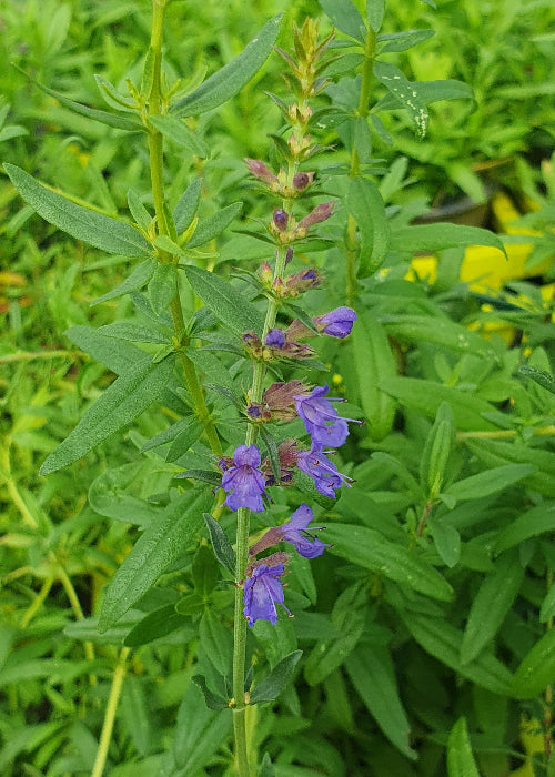 Bio Ysop (Hyssopus officinalis) - Topfpflanze