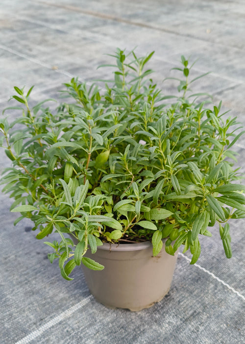 Bio Ysop (Hyssopus officinalis) - Topfpflanze