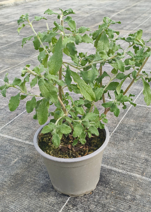 Bio Zistrose (Cistus incanus) - Topfpflanze