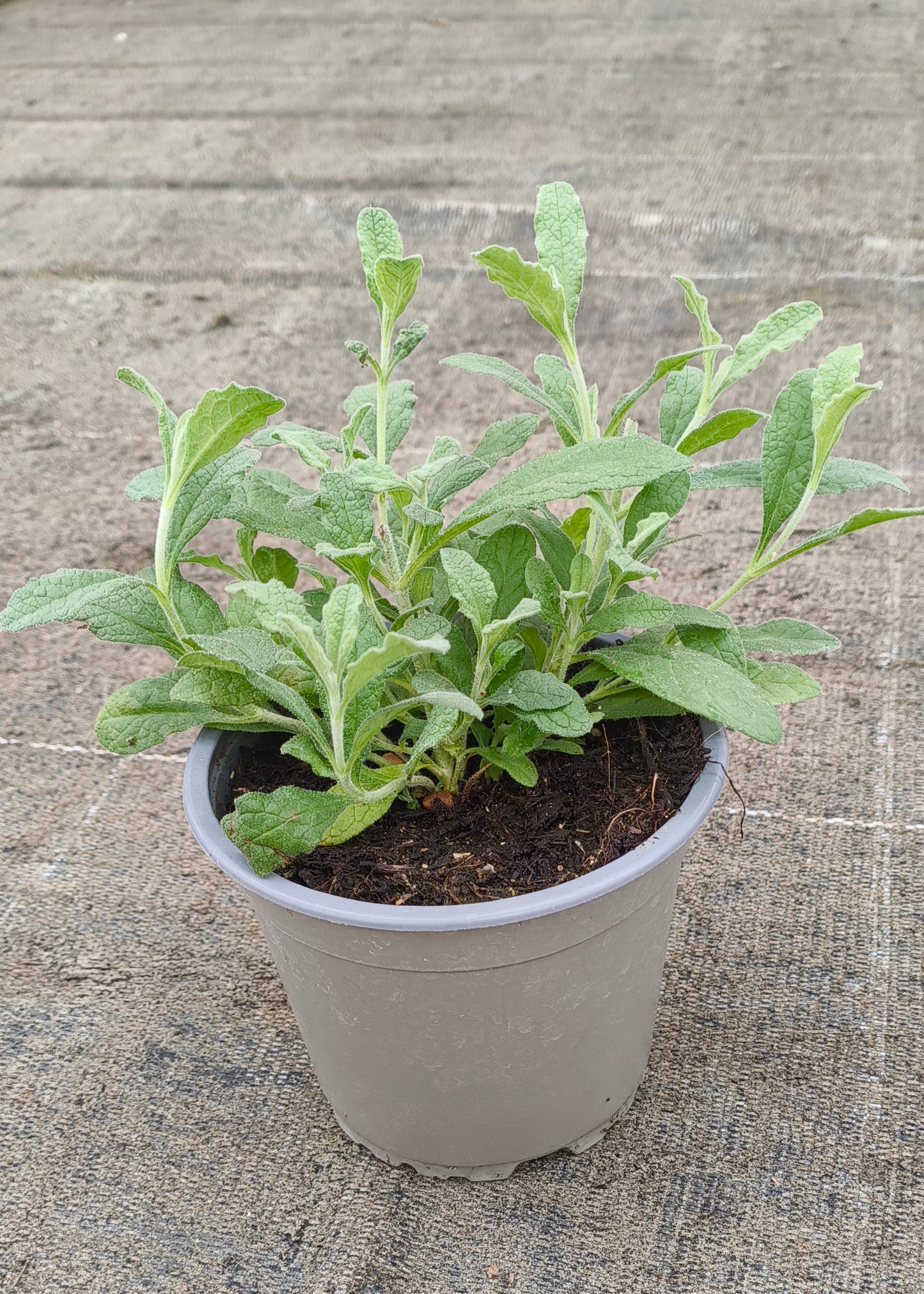 Bio Zistrose (Cistus incanus) - Topfpflanze