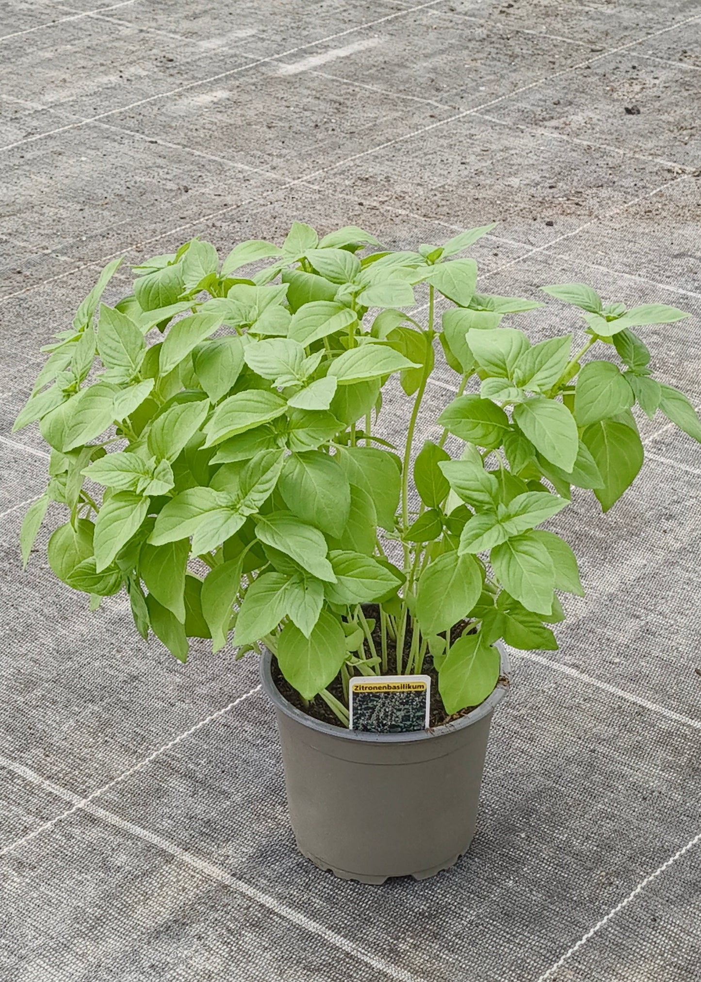 Bio Zitronen-Basilikum (Ocimum americanum) - Topfpflanze
