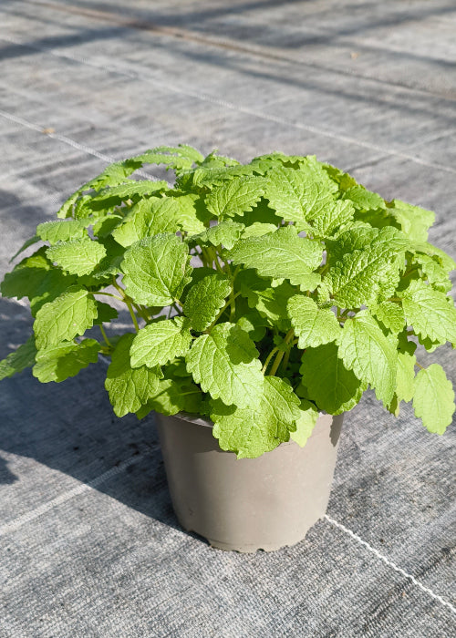 Bio Zitronenmelisse (Melissa officinalis) - Topfpflanze