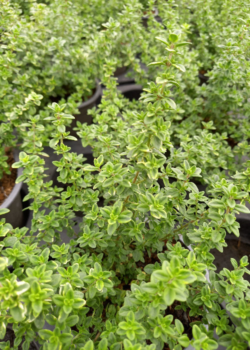 Bio Zitronenthymian "golden king" (Thymus x citriodorus) - Topfpflanze