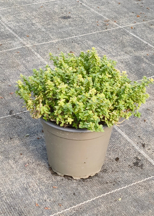 Bio Zitronenthymian "golden king" (Thymus x citriodorus) - Topfpflanze