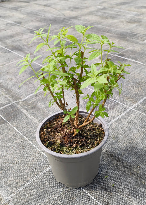 Bio Zitronenverbene (Aloysia citrodora) - Topfpflanze