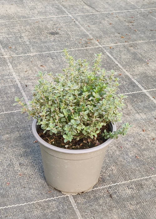 Bio Zitronenthymian "silver queen" (Thymus x citriodorus) - Topfpflanze