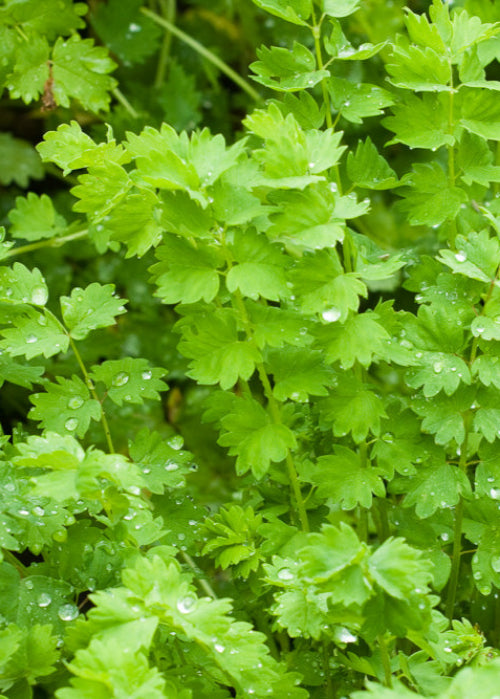 Bio Pimpinelle (Pimpinella sanquisorba minor) - Topfpflanze
