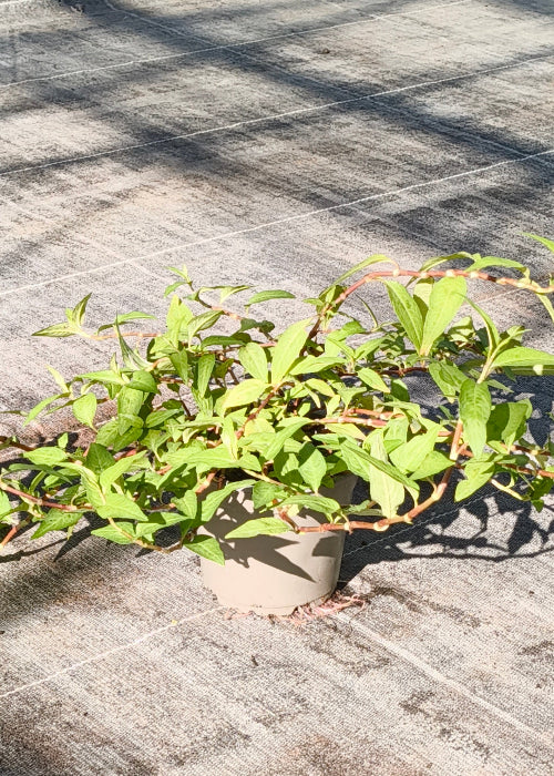 Bio Vietnamesischer Koriander (Polygonum odoratum) - Topfpflanze