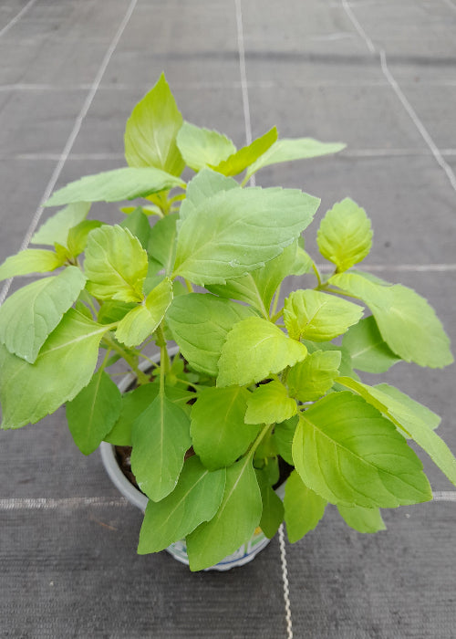 Bio Tulsi - Heiliges Basilikum (Ocimum tenuifolium) - Topfpflanze