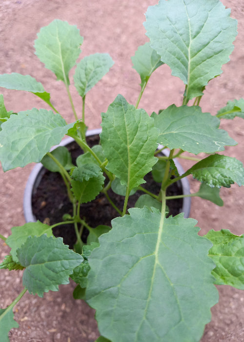 Bio Palmkohl 'Nero di Toscana' (Brassica oleracea var. sabellica) - Topfpflanze