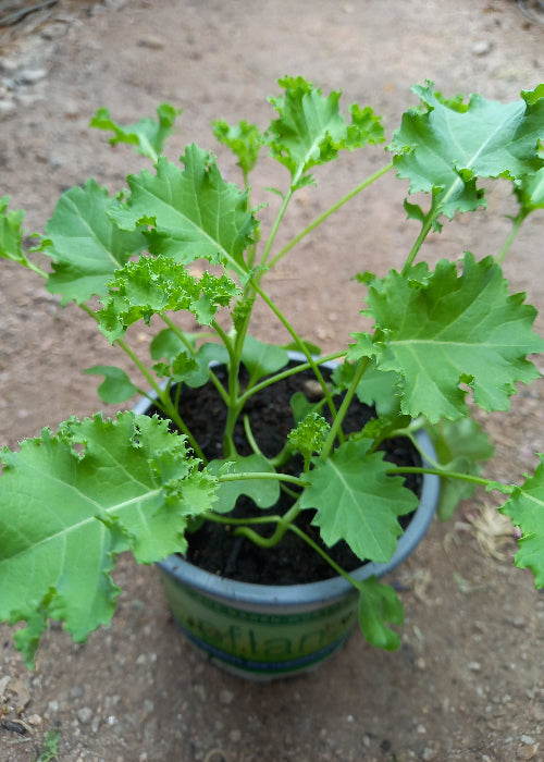 Bio Grünkohl (Brassica oleracea var. sabellica) - Topfpflanze