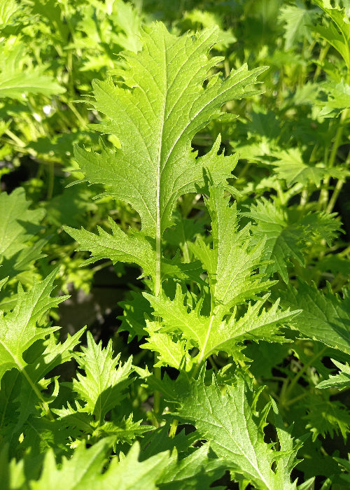 Bio Asiasalat 'Mizuna' - Topfpflanze