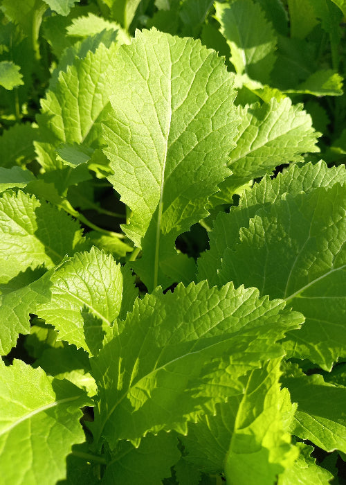 Bio Asiasalat 'Green in Snow' - Topfpflanze