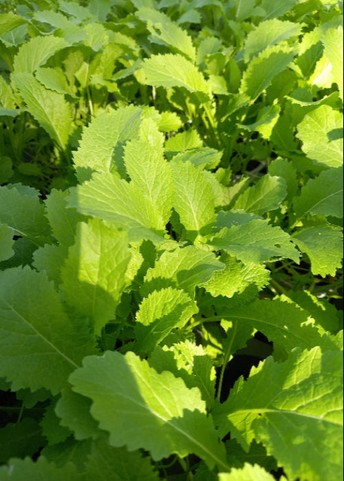 Bio Asiasalat 'Green in Snow' - Topfpflanze