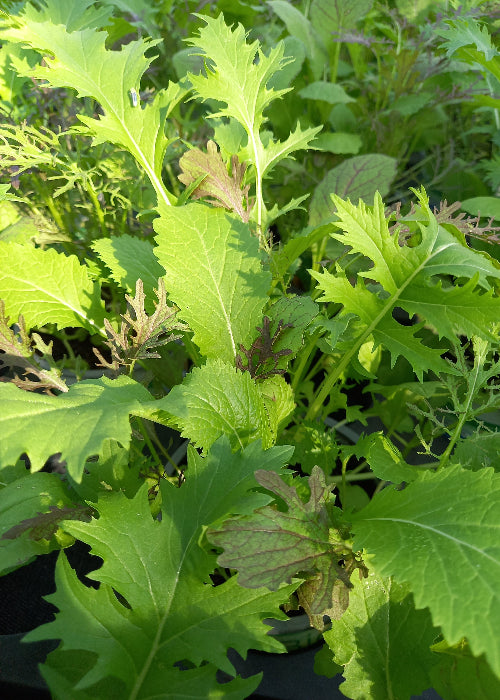 Bio Asiasalat 'Pikantes Quartett' - Topfpflanze