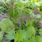 Bio Asiasalat 'Pikantes Quartett' - Topfpflanze