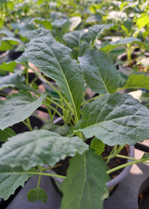Bio Palmkohl 'Nero di Toscana' (Brassica oleracea var. sabellica) - Topfpflanze