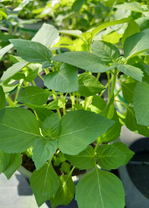 Bio Tulsi - Heiliges Basilikum (Ocimum tenuifolium) - Topfpflanze
