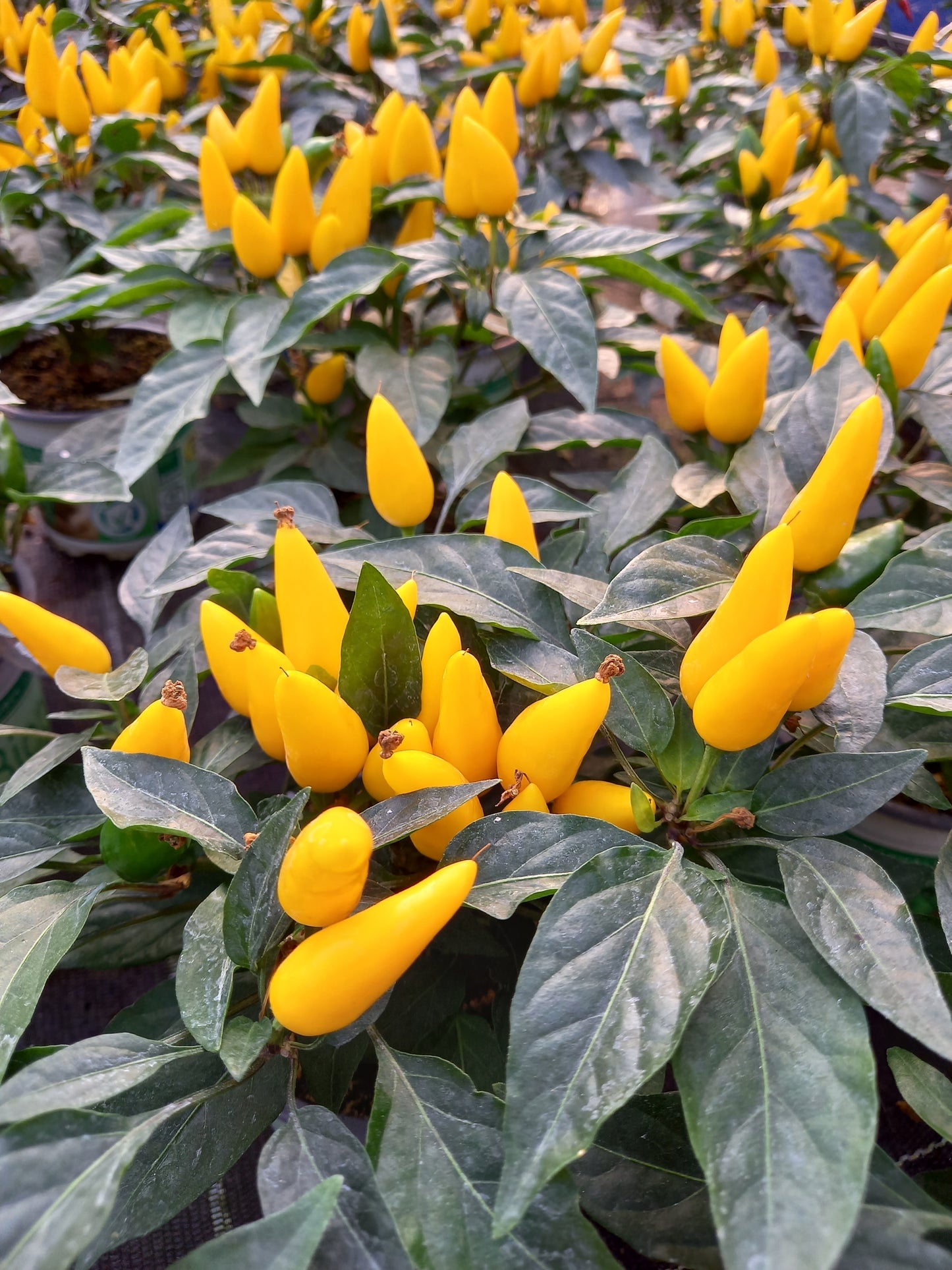 Bio Topf-Chili 'dick & fruchtig' (Capsicum annuum) - Topfpflanze