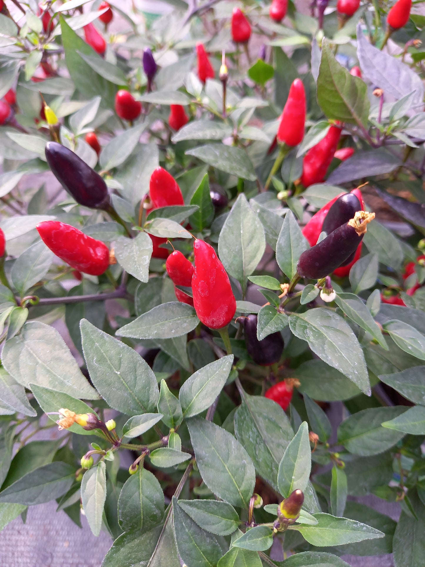 Bio Topf-Chili 'klein & rot' (Capsicum annuum) - Topfpflanze