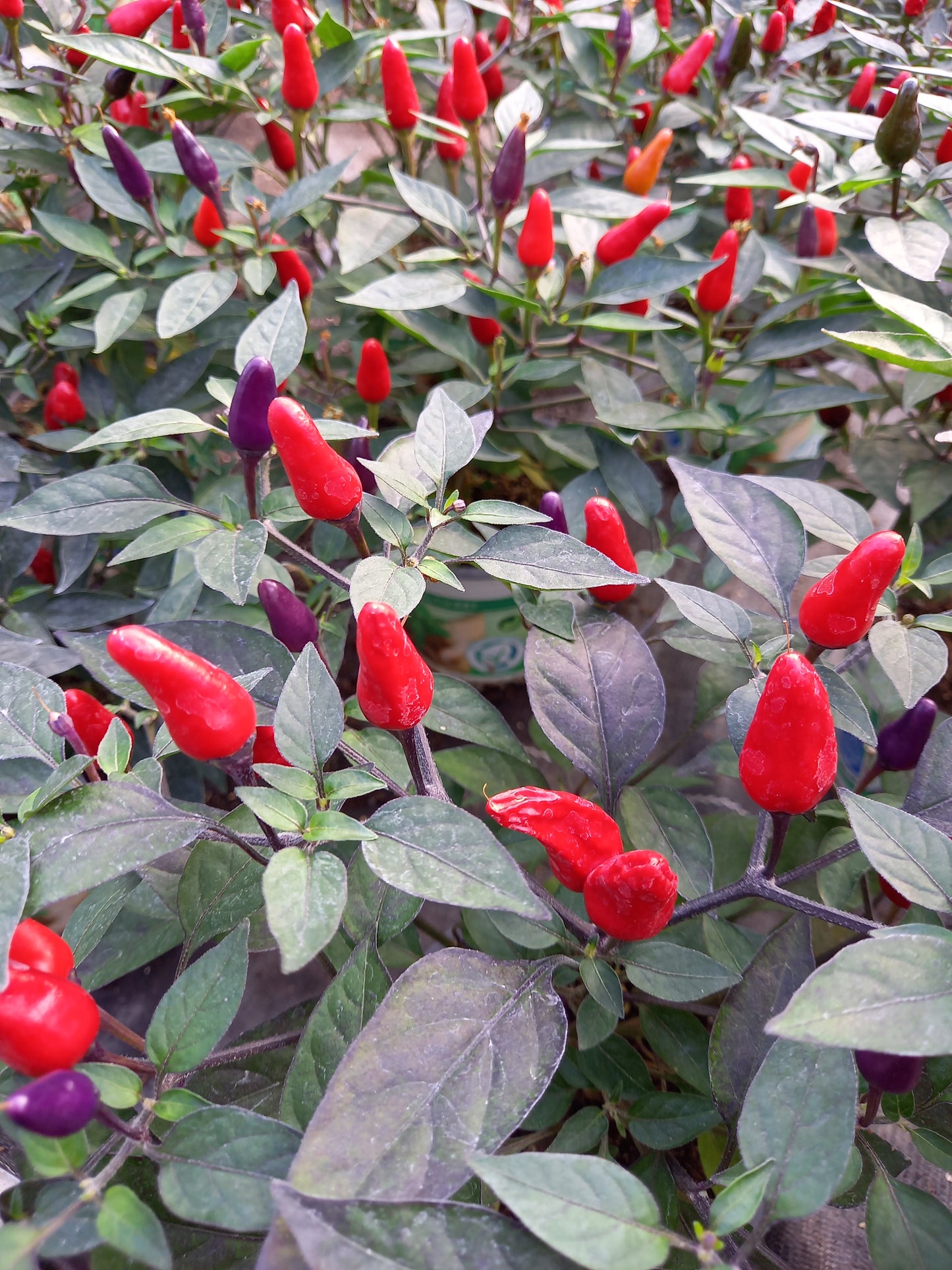 Bio Topf-Chili 'klein & rot' (Capsicum annuum) - Topfpflanze