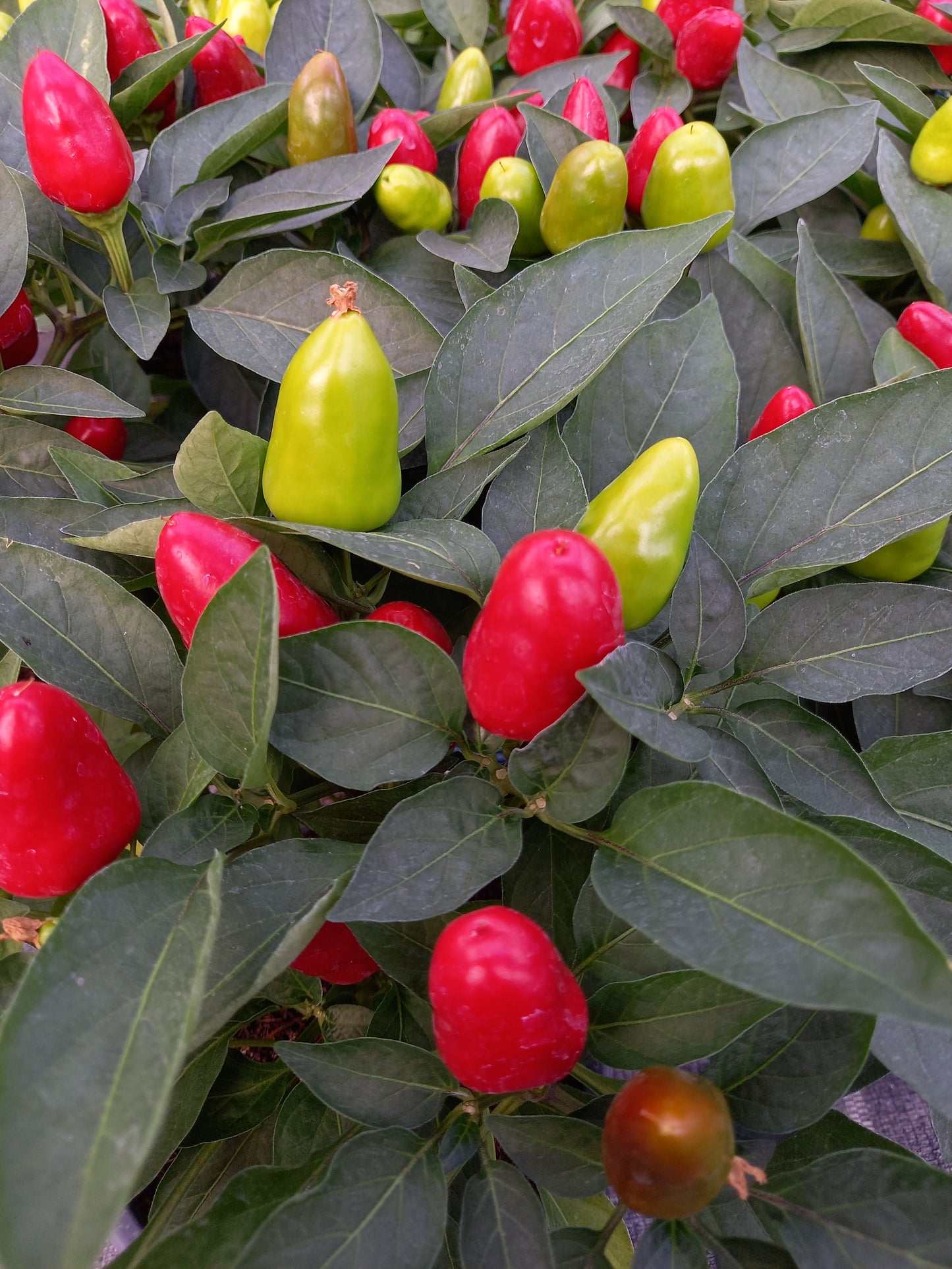 Bio Topf-Chili 'dick & fruchtig' (Capsicum annuum) - Topfpflanze