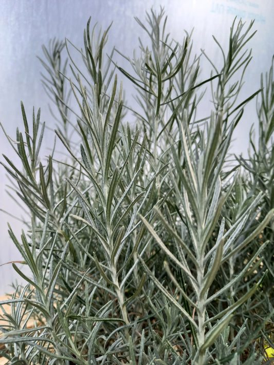 Bio Currykraut (Helichrysum italicum) - Topfpflanze