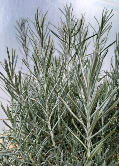 Bio Currykraut (Helichrysum italicum) - Topfpflanze