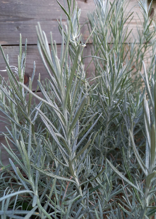 Bio Currykraut (Helichrysum italicum) - Topfpflanze