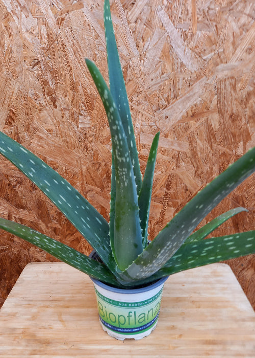 Bio Aloe (Aloe vera) - Topfpflanze