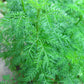 Bio Artemisia annua getrocknet 50g