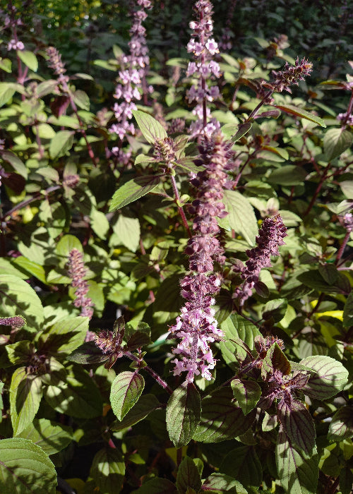 Bio Strauchbasilikum „African Blue“ (Ocimum basilicum) - Topfpflanze