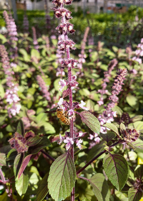 Bio Strauchbasilikum „African Blue“ (Ocimum basilicum) - Topfpflanze