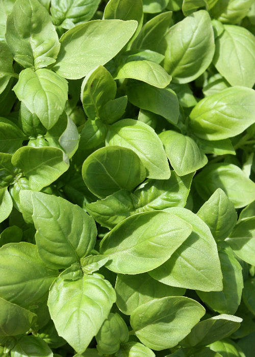 Bio Basilikum Genovese (Ocimum basilicum) - Topfpflanze