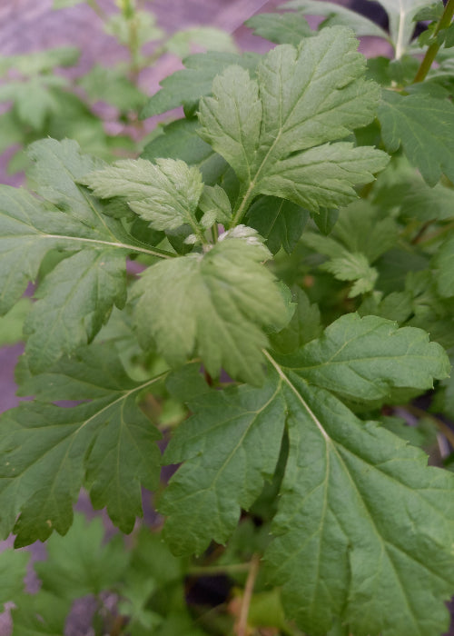 Bio Beifuß (Artemisia vulgaris var. vulgaris) - Topfpflanze
