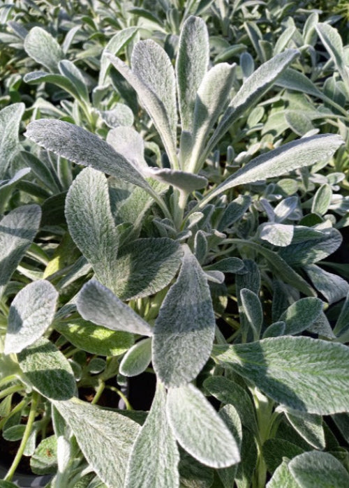 Bio Griechischer Bergtee (Sideritis syriaca) - Topfpflanze