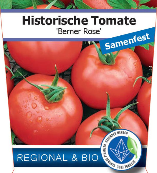 Bio Tomate 'Berner Rose' (Solanum lycopersicum) - Topfpflanze, Versand ab KW17
