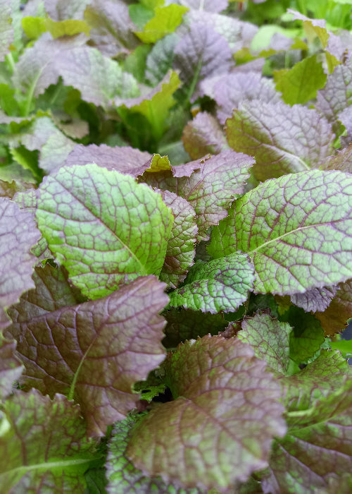 Bio Asiasalat 'Red Giant' - Topfpflanze