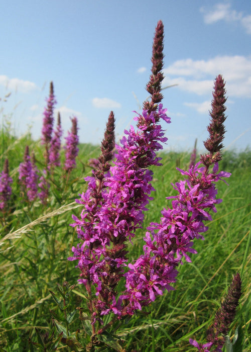 Bio Blut-Weiderich (Lythrum salicaria) - Topfpflanze