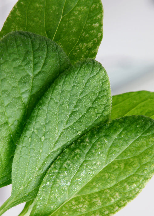 Bio Borretsch (Borago officinalis) - Topfpflanze