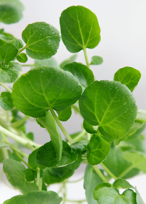 Bio Brunnenkresse (Nasturtium officinale) - Topfpflanze