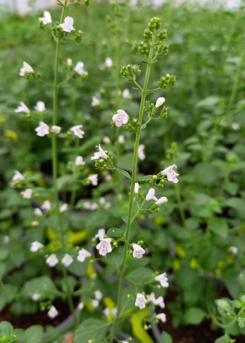 Bio Steinquendel (Calamintha nepeta) - Topfpflanze