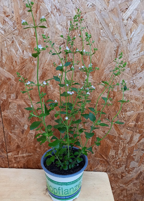 Bio Steinquendel (Calamintha nepeta) - Topfpflanze