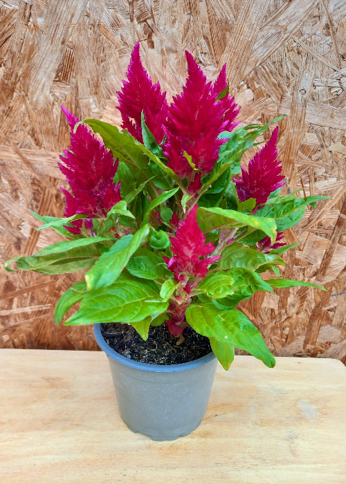 Bio Brandschopf (Celosia argentea ) - Topfpflanze