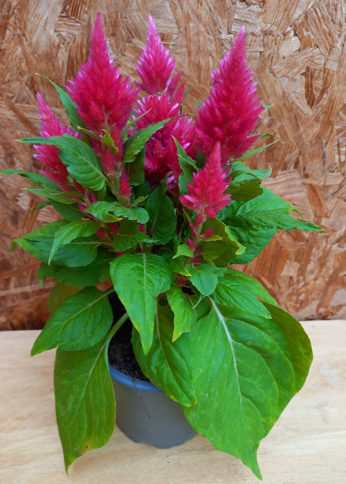 Bio Brandschopf (Celosia argentea ) - Topfpflanze