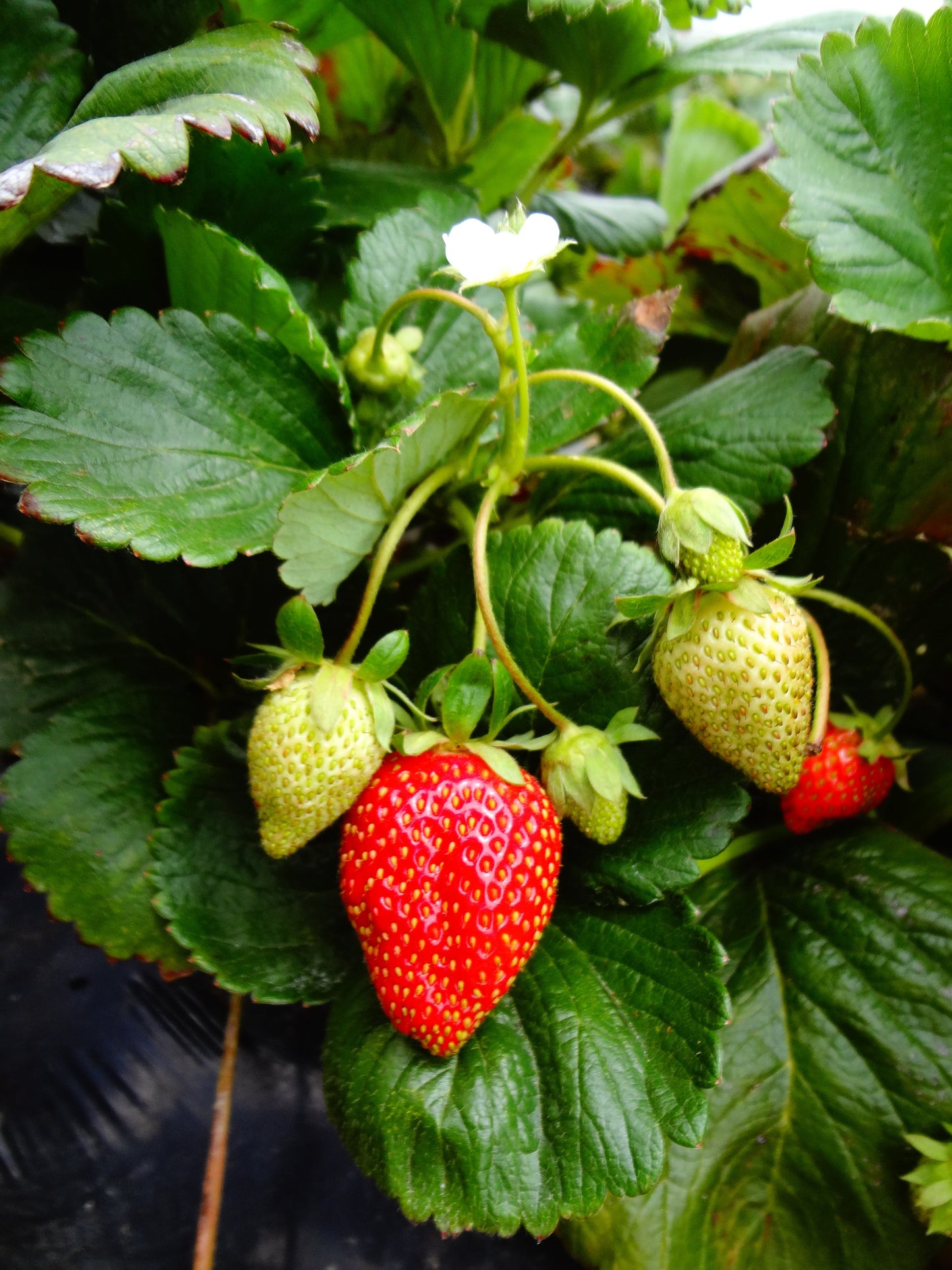 Bio Erdbeere, immertragend "Toscana" (Fragaria) - Topfpflanze