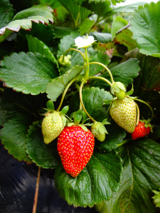 Bio Erdbeere, immertragend "Summer Breeze" (Fragaria) - Topfpflanze