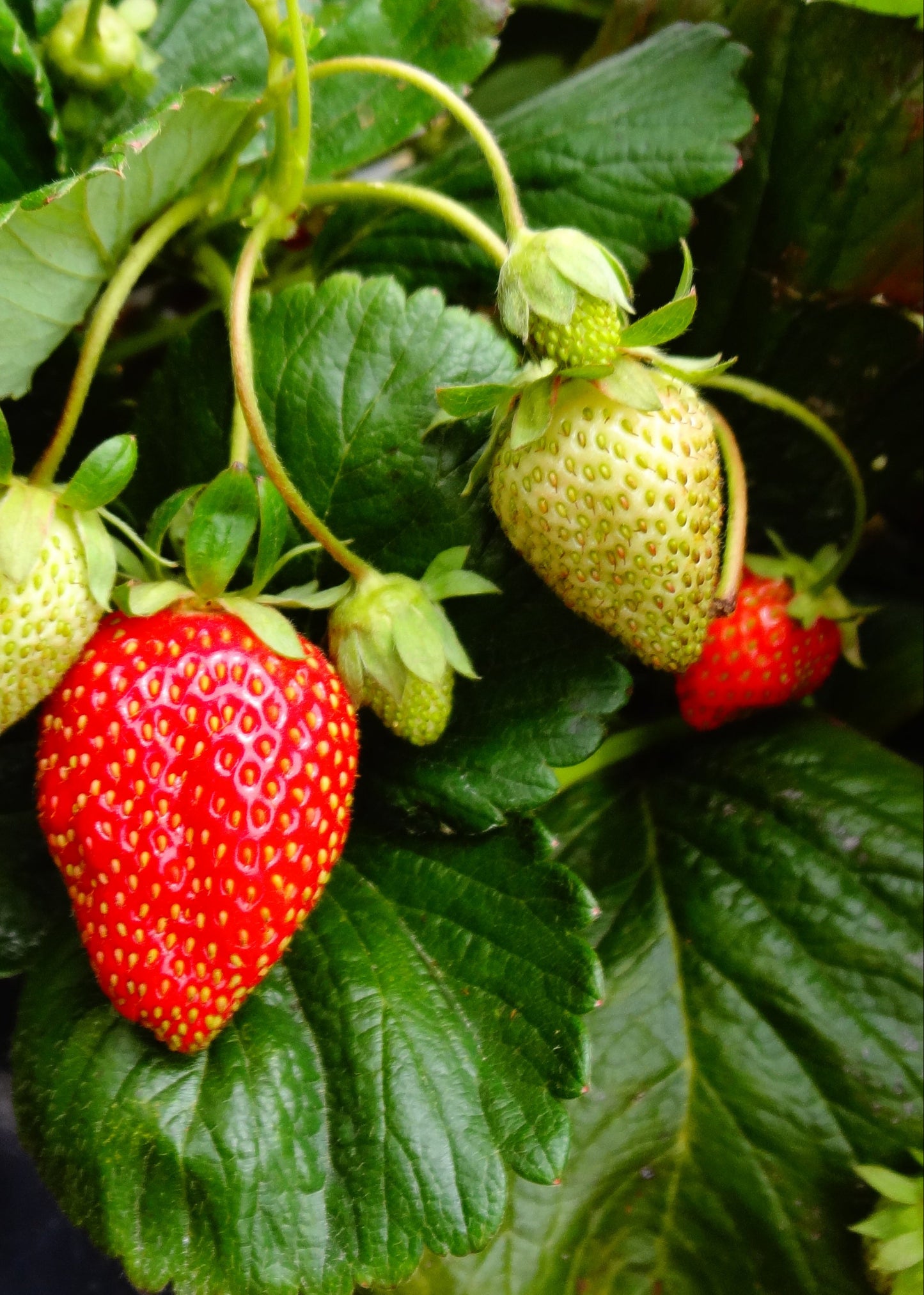 Bio Erdbeere, immertragend "Gasana" (Fragaria) - Topfpflanze